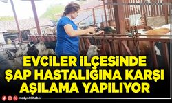 Evciler ilçesinde şap hastalığına karşı aşılama yapılıyor