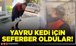 Yavru kedi için seferber oldular!