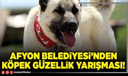 Afyon Belediyesi’nden köpek güzellik yarışması!