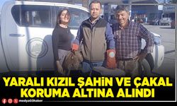 Yaralı kızıl şahin ve çakal koruma altına alındı