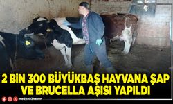 2 bin 300 büyükbaş hayvana şap ve brucella aşısı yapıldı