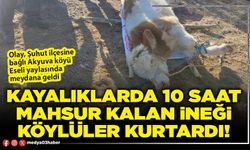 Kayalıklarda 10 saat mahsur kalan ineği köylüler kurtardı!