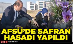 AFSÜ’de safran hasadı yapıldı