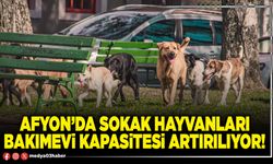 Afyon’da sokak hayvanları bakımevi kapasitesi artırılıyor!