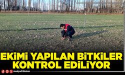 Ekimi yapılan bitkiler kontrol ediliyor