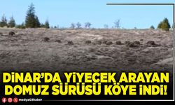 Dinar’da yiyecek arayan domuz sürüsü köye indi!