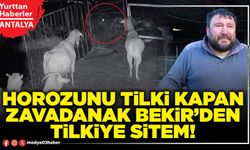 Horozunu tilki kapan Zavadanak Bekir’den tilkiye sitem!