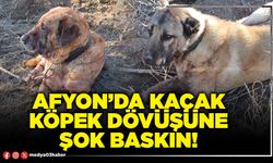 Afyon’da kaçak köpek dövüşüne şok baskın!