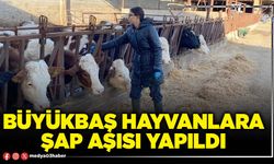 Büyükbaş hayvanlara şap aşısı yapıldı