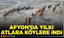 Afyon’da yılkı atlara köylere indi