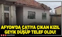 Afyon’da çatıya çıkan kızıl geyik düşüp telef oldu!