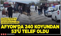 Afyon’da 240 koyundan 53’ü telef oldu
