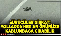 Sürücüler dikkat! Yollarda her an önünüze kablumbağa çıkabilir