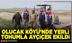 Olucak Köyü’nde yerli tohumla ayçiçek ekildi