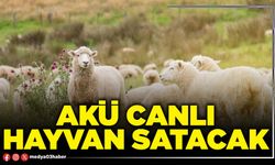 AKÜ canlı hayvan satacak