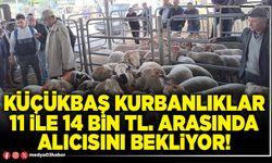 Küçükbaş kurbanlıklar 11 ile 14 bin TL. arasında alıcısını bekliyor!
