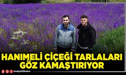 Hanımeli çiçeği tarlaları göz kamaştırıyor