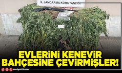Evlerini kenevir bahçesine çevirmişler!