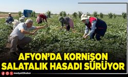 Afyon’da kornişon salatalık hasadı sürüyor