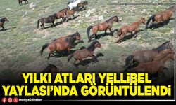 Yılkı Atları Yellibel Yaylası’nda görüntülendi