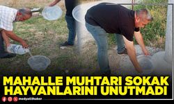 Mahalle Muhtarı sokak hayvanlarını unutmadı