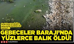 Gebeceler Barajı’nda yüzlerce balık öldü!