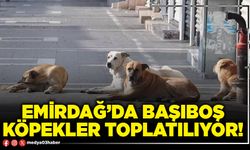 Emirdağ’da başıboş köpekler toplatılıyor!