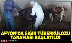 Afyon’da sığır tüberkülozu taraması başlatıldı