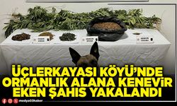 Üçlerkayası Köyü’nde ormanlık alana kenevir eken şahıs yakalandı