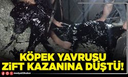 Köpek yavrusu zift kazanına düştü!