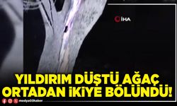 Yıldırım düştü ağaç ortadan ikiye bölündü!