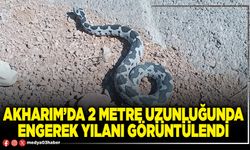 Akharım’da 2 metre uzunluğunda engerek yılanı görüntülendi