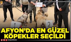 Afyon’da en güzel köpekler seçildi