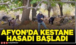 Afyon’da kestane hasadı başladı