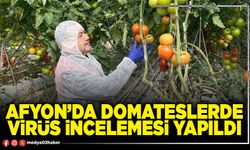 Afyon’da domateslerde virüs incelemesi yapıldı
