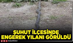 Şuhut İlçesinde engerek yılanı görüldü