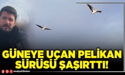Güneye uçan Pelikan sürüsü şaşırttı!