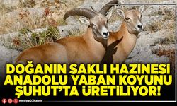Doğanın saklı hazinesi Anadolu Yaban Koyunu Şuhut’ta üretiliyor!