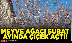 Meyve ağacı Şubat ayında çiçek açtı!