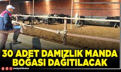 30 adet damızlık manda boğası dağıtılacak