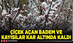 Çiçek açan badem ve kayısılar kar altında kaldı
