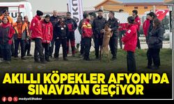 Akıllı köpekler Afyon'da sınavdan geçiyor