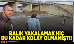Balık yakalamak hiç bu kadar kolay olmamıştı!