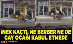 İnek kaçtı, ne berber ne de çay ocağı kabul etmedi!