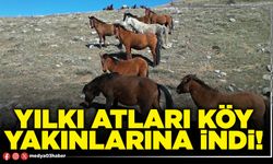 Yılkı atları köy yakınlarına indi!