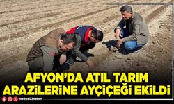Afyon’da atıl tarım arazilerine ayçiçeği ekildi