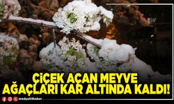 Çiçek açan meyve ağaçları kar altında kaldı!