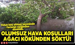 Olumsuz hava koşulları ağacı kökünden söktü!