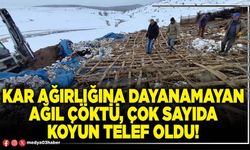 Kar ağırlığına dayanamayan ağıl çöktü, çok sayıda koyun telef oldu!