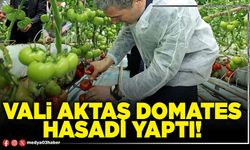 Vali Aktaş domates hasadı yaptı!